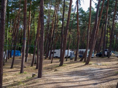 Przyczepy kempingowe i namioty wśród sosen na Campingu nr 71