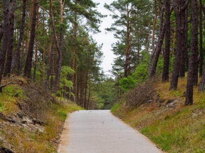 Leśna droga na plażę przez sosnowy las Mierzei Wiślanej