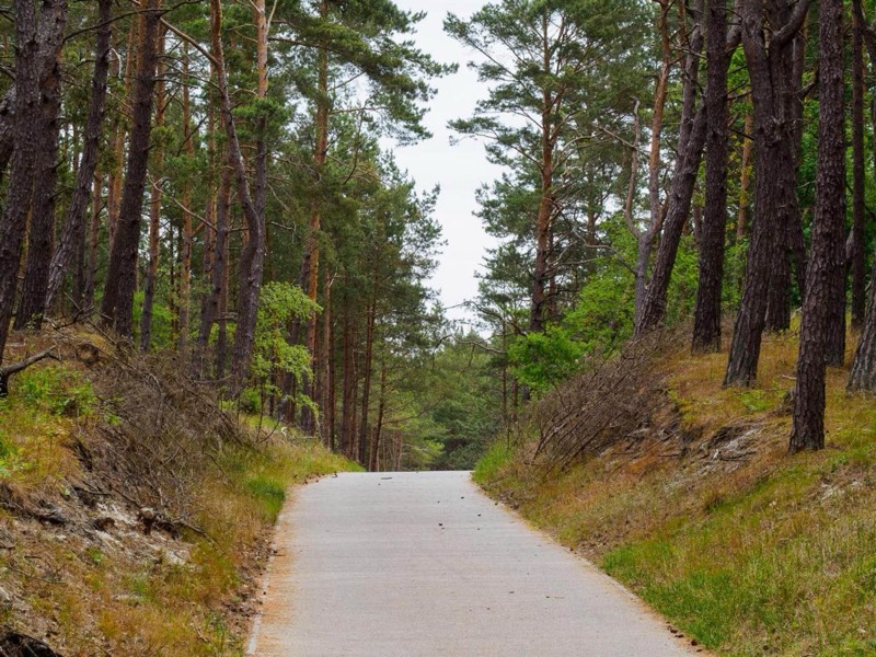 Leśna droga na plażę przez sosnowy las Mierzei Wiślanej